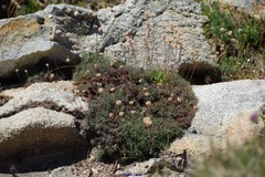 Armeria pubigera