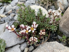Saxifraga biflora, photograph (c) Antoine MARNAT, some rights reserved (CC BY)