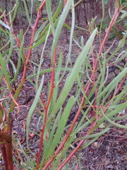 Hakea carinata