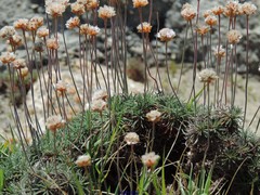 Armeria pubigera