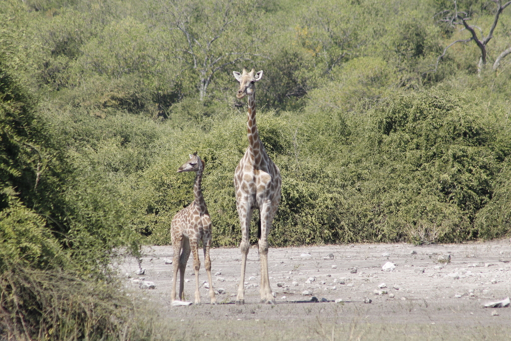 Giraffa giraffa, Chobe District, Botsuana, by Christian