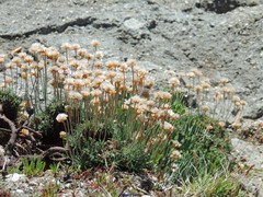 Armeria pubigera