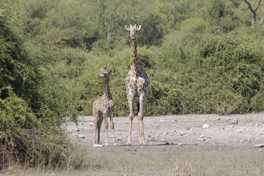 Giraffa giraffa, Chobe District, Botsuana, by Christian