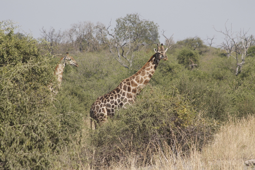 Giraffa giraffa, Chobe District, Botsuana, by Christian