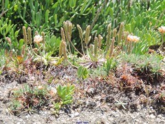 Plantago coronopus