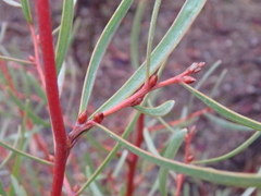 Hakea carinata