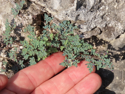 Argyrochosma dealbata observed 2026-07-11