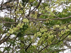 Ulmus uyematsui
