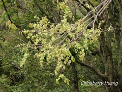 Ulmus uyematsui