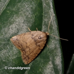 Anachrostis