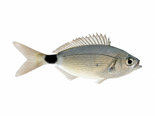 Saddled Seabream, photo 5 of 10