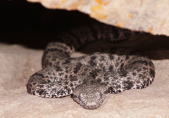 Crotalus lepidus