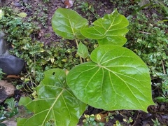Solanum betaceum