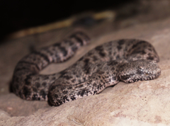 Crotalus lepidus