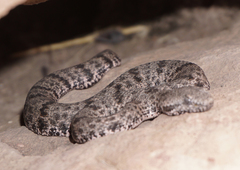 Crotalus lepidus
