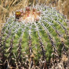 Ferocactus viridescens