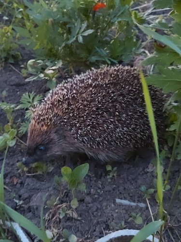 Northern White-breasted Hedgehog