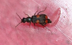 Anthocomus fasciatus