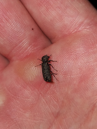 Lichenophanes varius