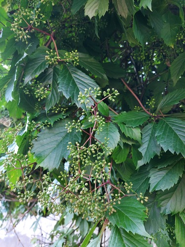 thicket creeper