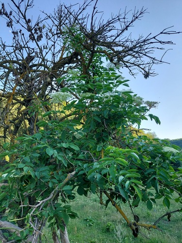 European black elderberry