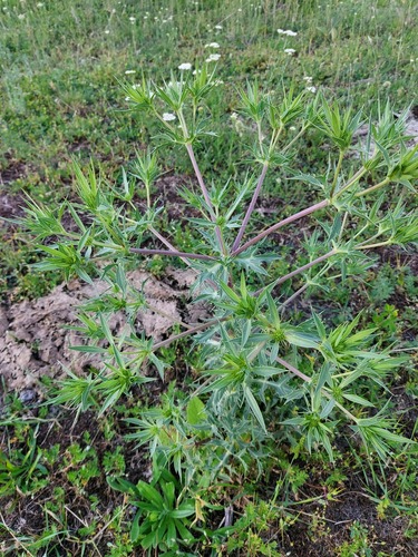 Field Eryngo