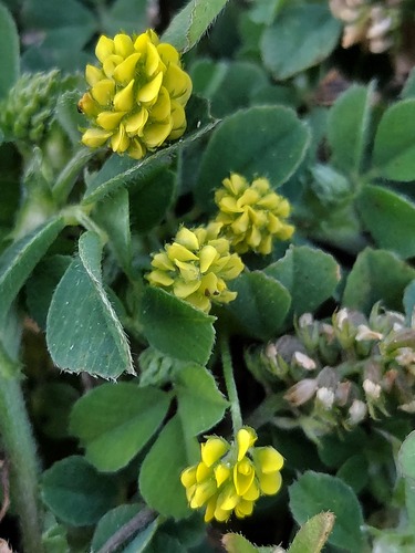 Black Medick