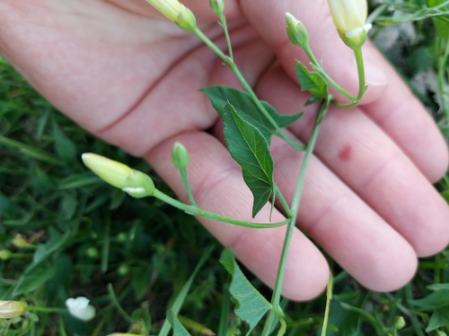 field bindweed