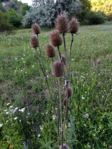 cutleaf teasel