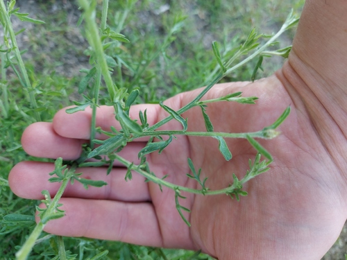 diffuse knapweed