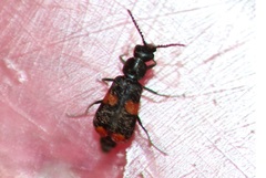 Anthocomus fasciatus