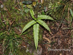 Arachniodes rhomboidea