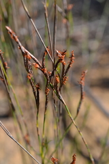 Restio sieberi