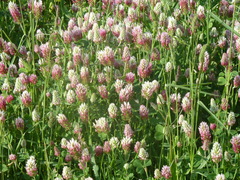 Trifolium incarnatum molinerii