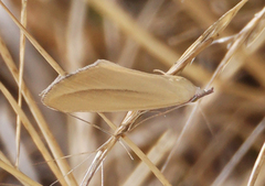 Phytometra obliqualis