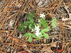 Cnidoscolus stimulosus