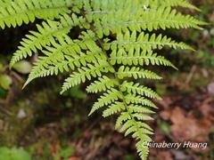 Athyrium vidalii