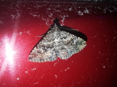 Toxonprucha repentis