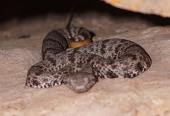 Crotalus lepidus