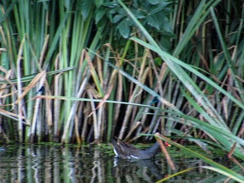 Eurasian Moorhen
