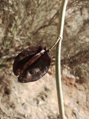Bulnesia retama