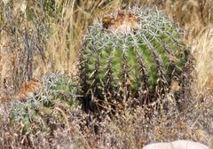 Ferocactus viridescens