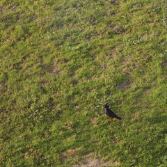 Lamprotornis superbus