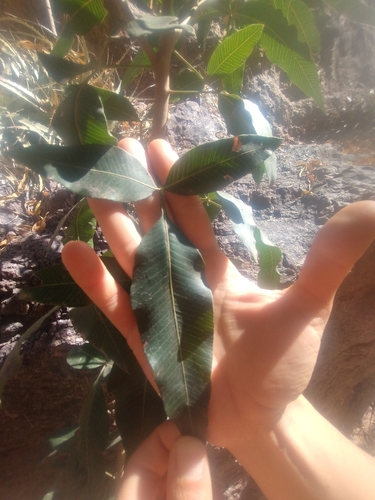 Lithraea molleoides, photograph 6