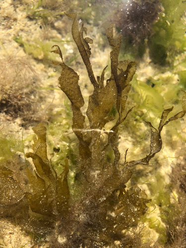 Taonia atomaria observed 2026-07-11