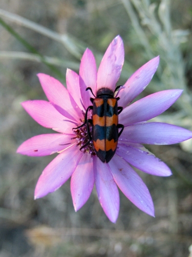 Mylabris variabilis