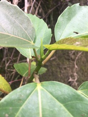 Ficus variegata garciae