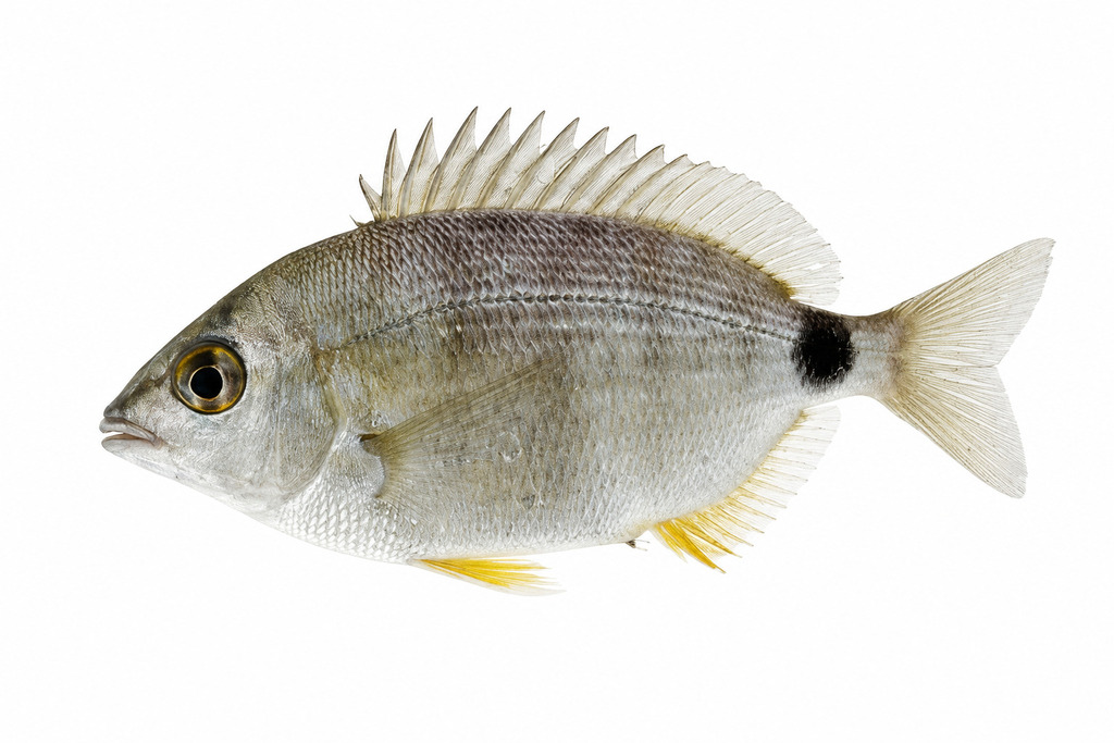 Annular Seabream