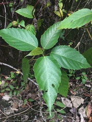 Ficus variegata garciae