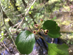 Crataegus aestivalis